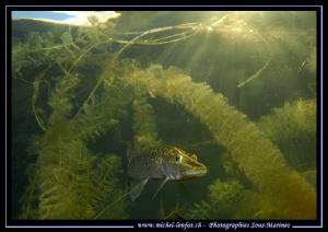 Young Pike Fish at sunset... Que du bonheur... :O)... by Michel Lonfat 